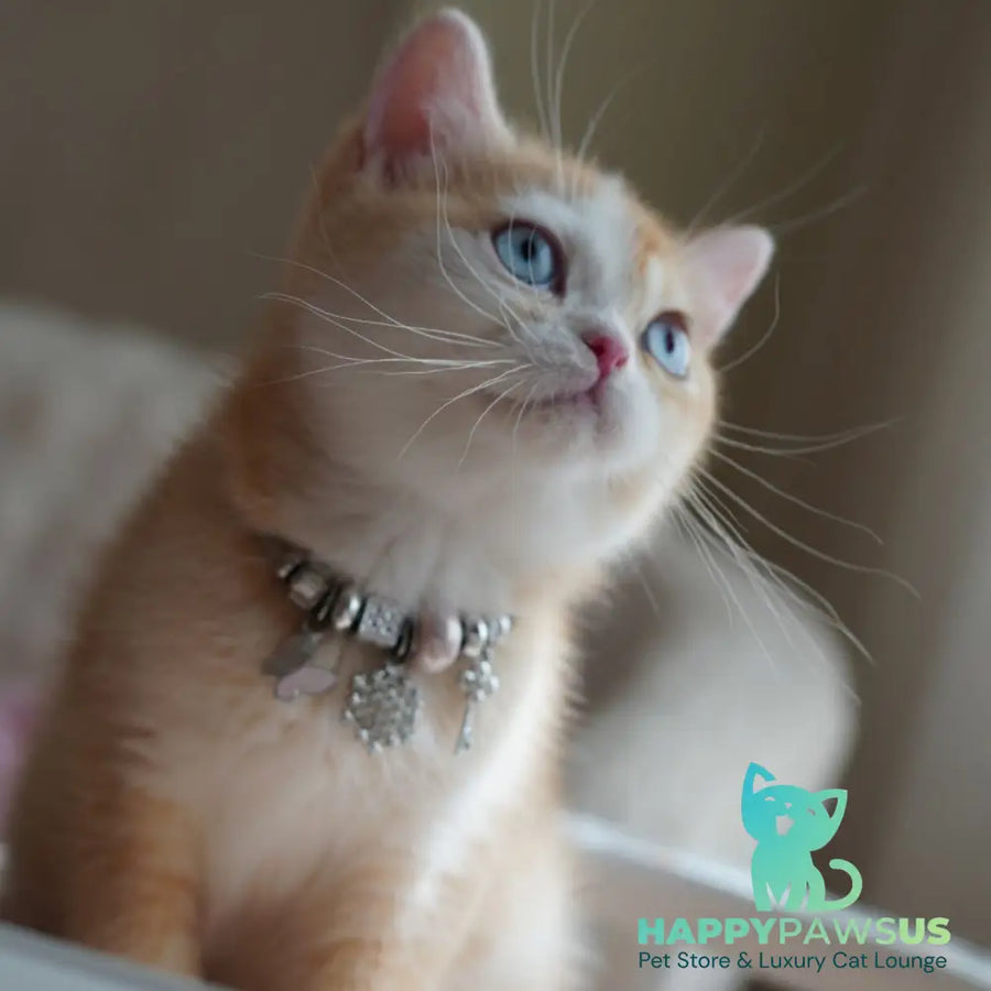 Veronica British Shorthair female chocolate tortie golden chinchilla with white - live animals