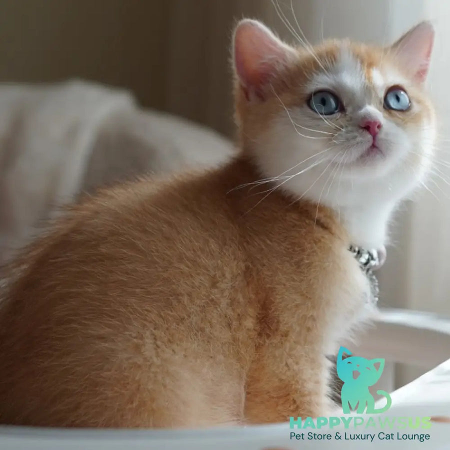 Veronica British Shorthair female chocolate tortie golden chinchilla with white - live animals