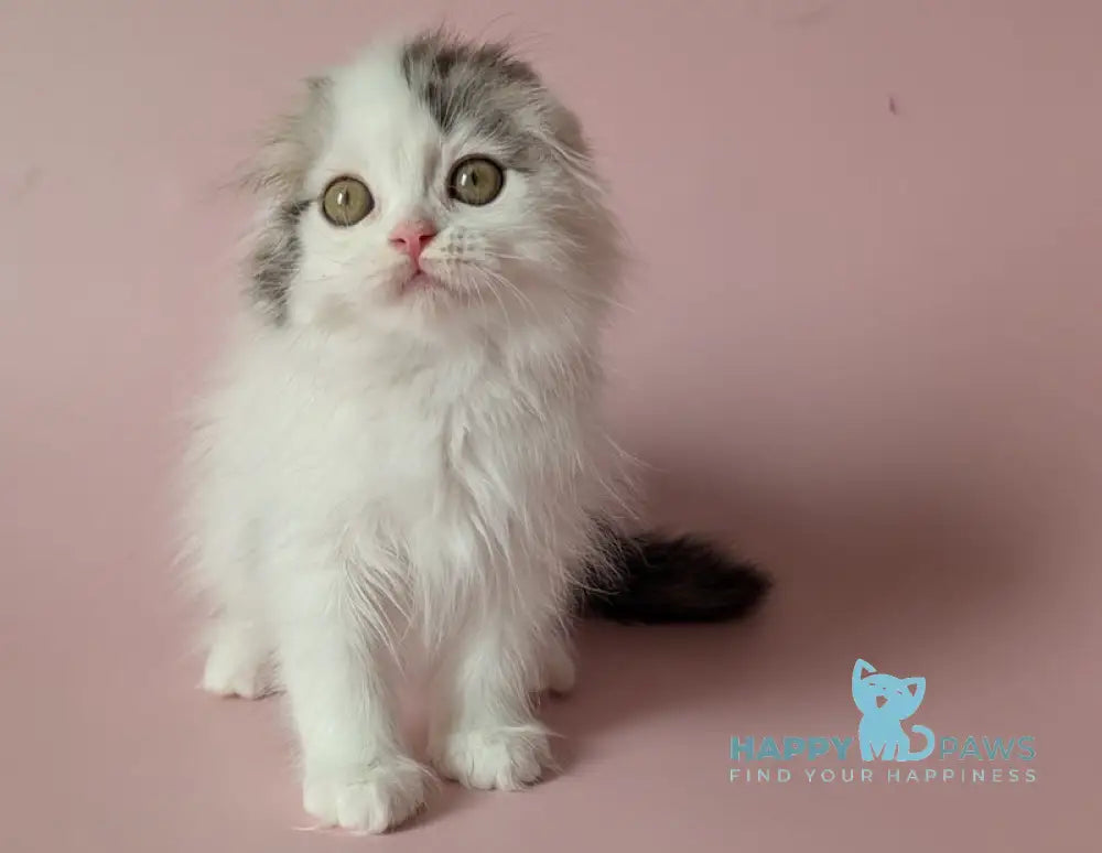 Veronica Scottish Fold female black silver tabby van live animals