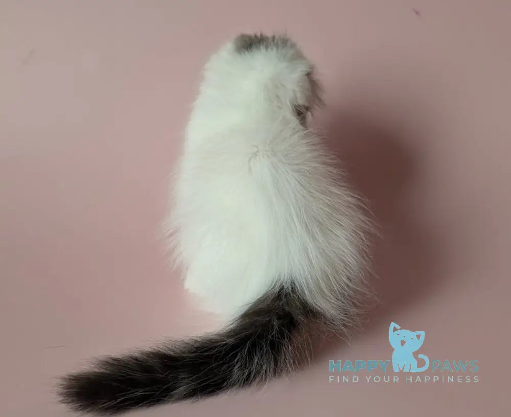 Veronica Scottish Fold female black silver tabby van live animals