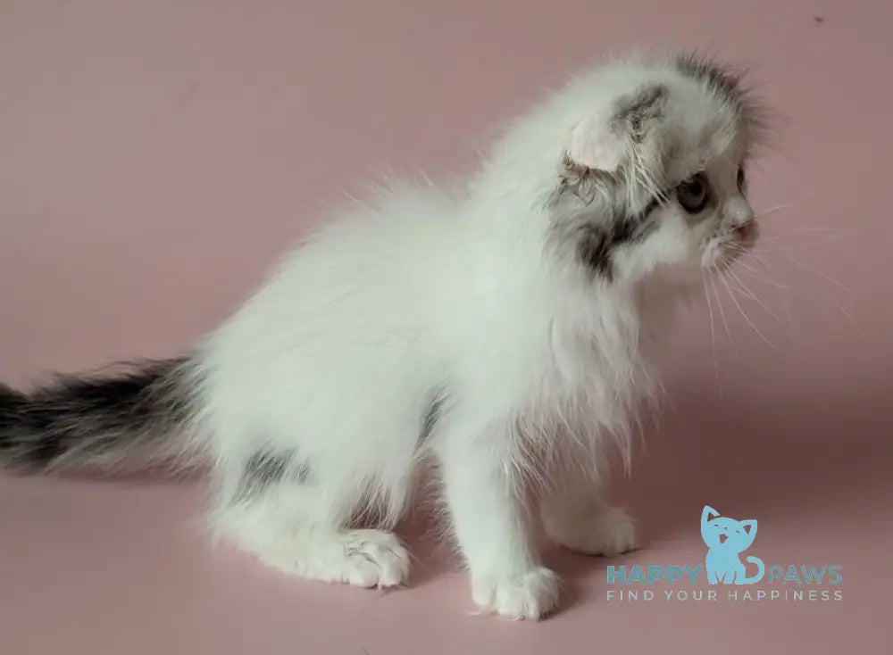Veronica Scottish Fold female black silver tabby van live animals