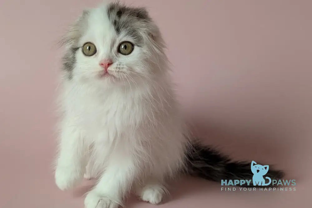 Veronica Scottish Fold female black silver tabby van live animals