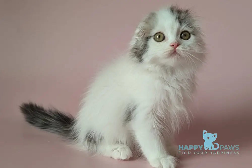 Veronica Scottish Fold female black silver tabby van live animals