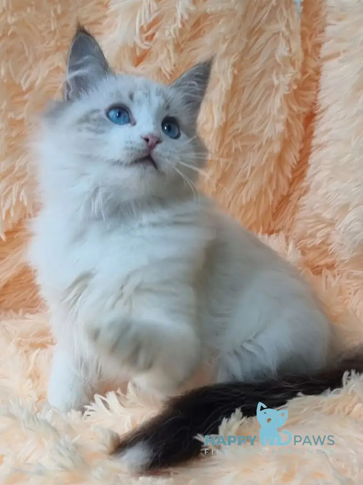 Veronika Siberian female seal lynx pointed with white live animals