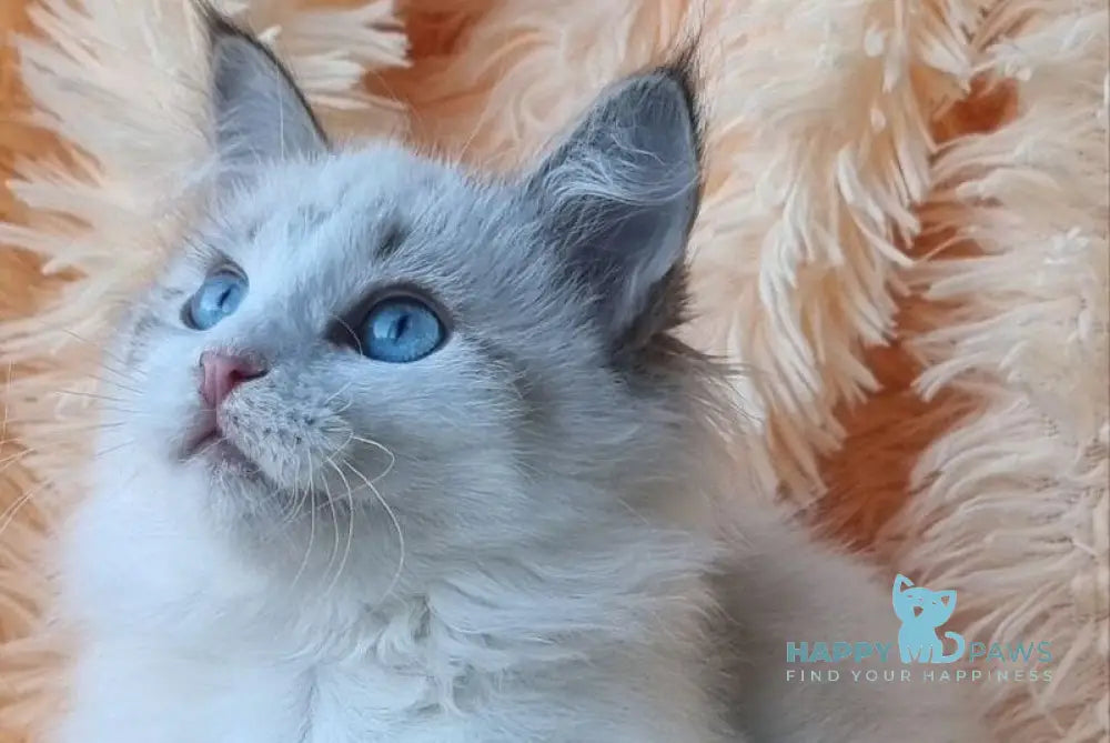 Veronika Siberian female seal lynx pointed with white live animals