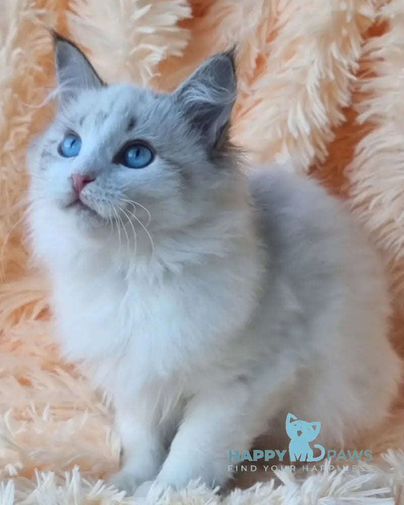 Veronika Siberian female seal lynx pointed with white live animals