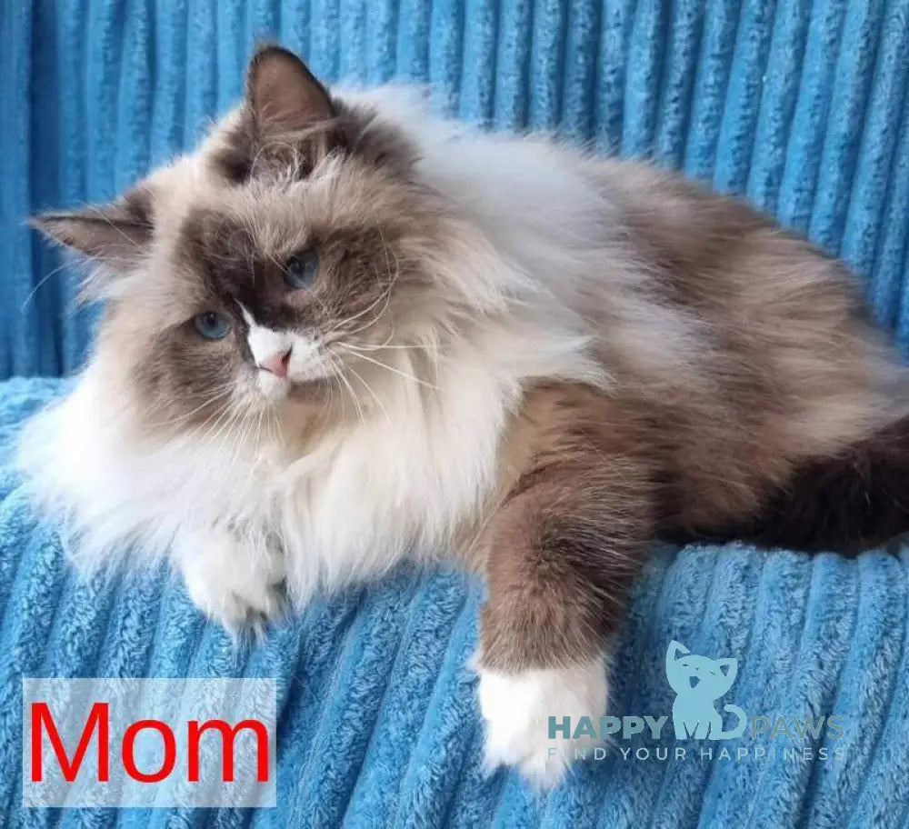 Veronika Siberian female seal lynx pointed with white live animals