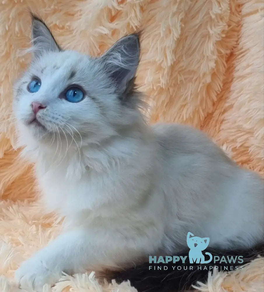 Veronika Siberian female seal lynx pointed with white live animals