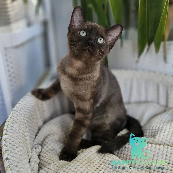 Versace Bengal male black spotted tabby pointed - live animals