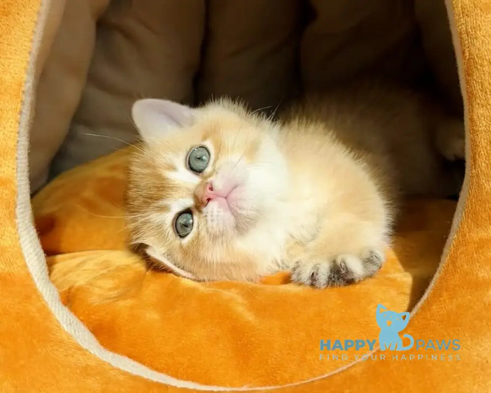 Versace British Shorthair male black golden chinchilla live animals