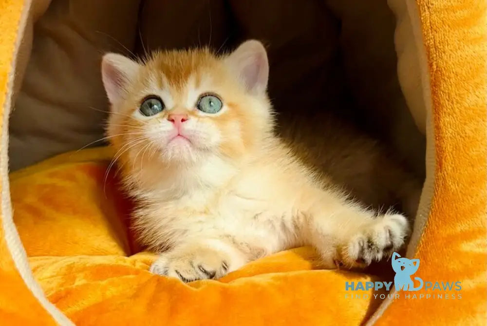 Versace British Shorthair male black golden chinchilla live animals