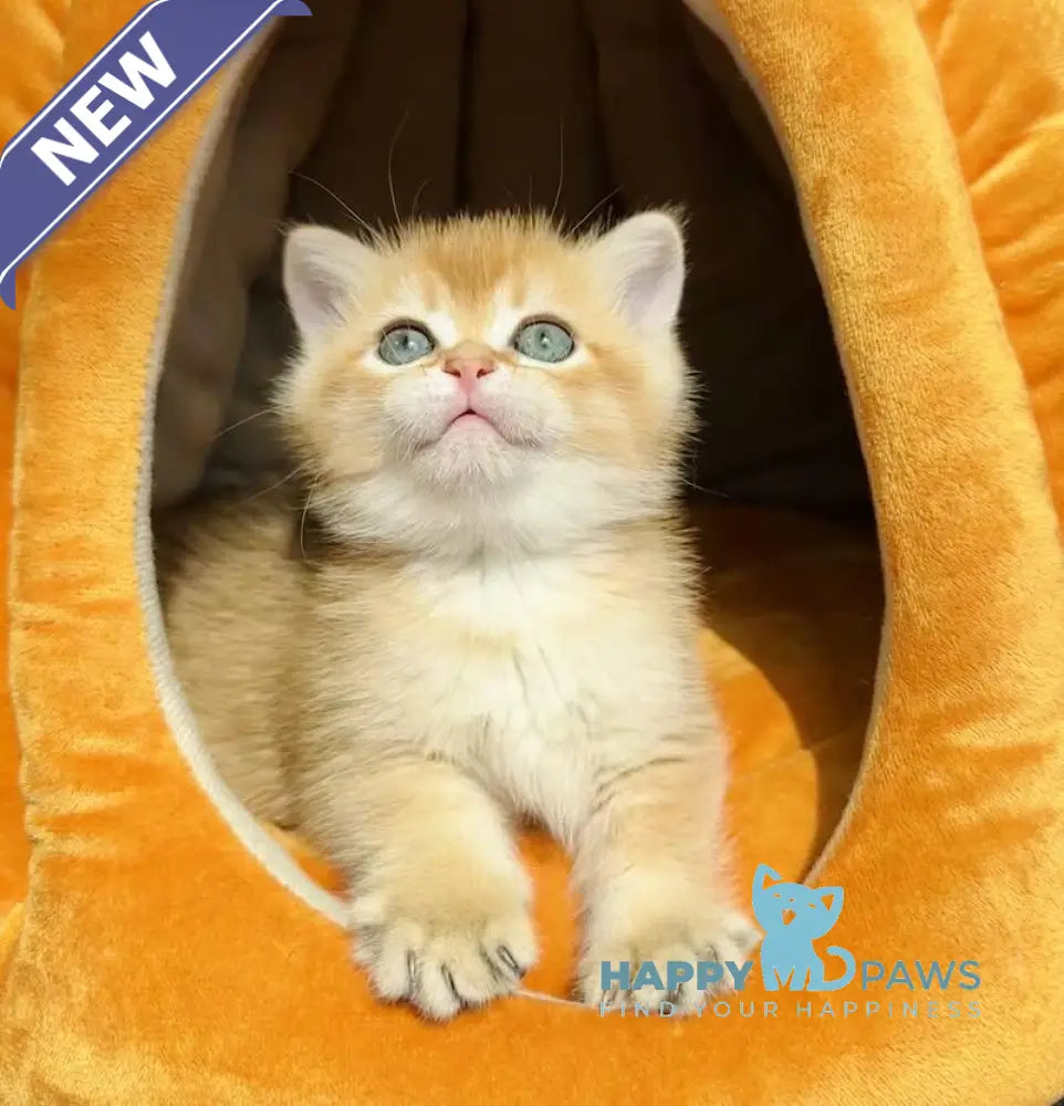 Versace British Shorthair male black golden chinchilla live animals