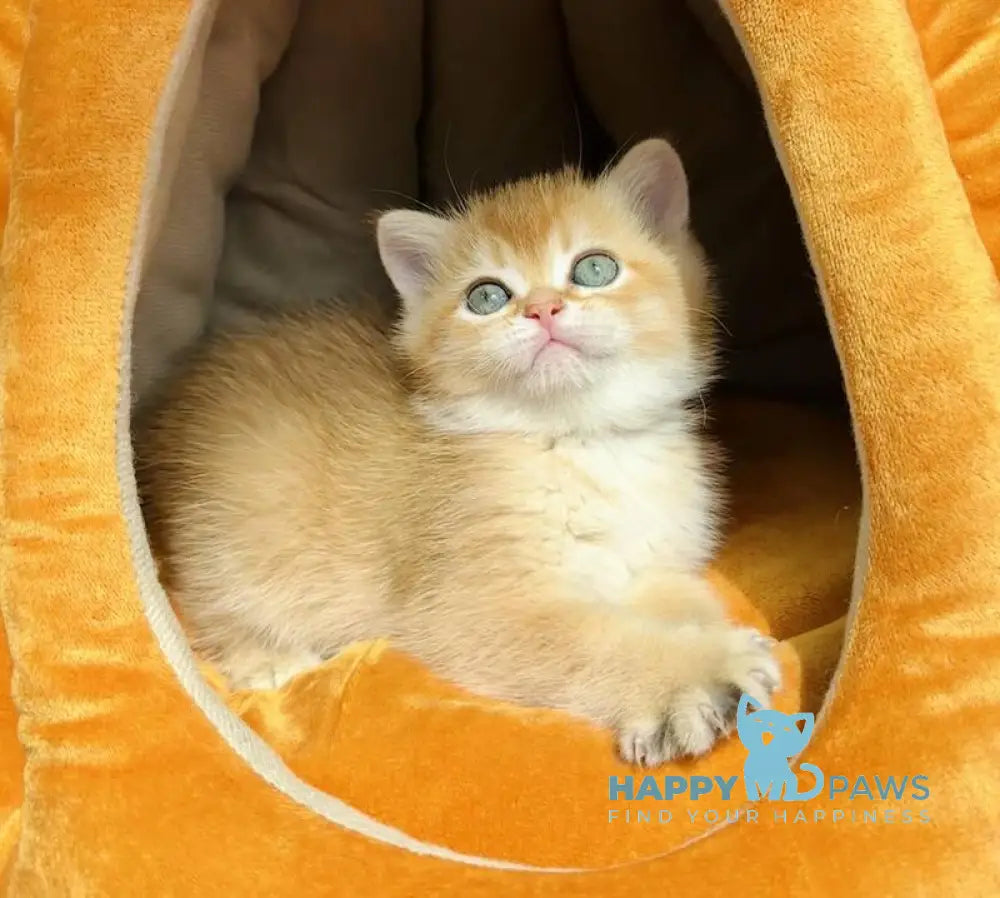 Versace British Shorthair male black golden chinchilla live animals