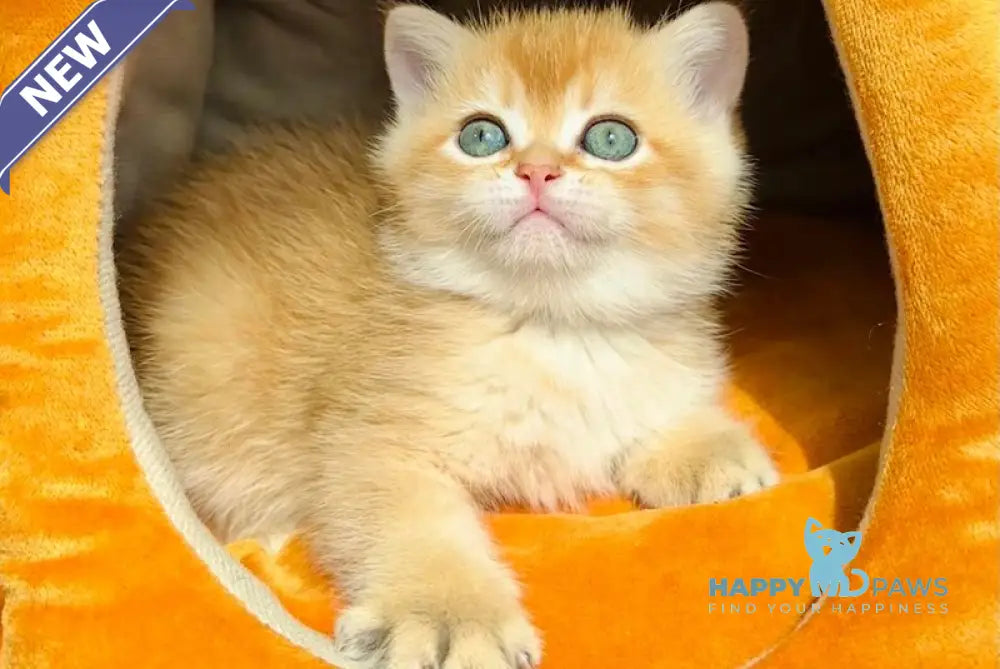 Versace British Shorthair male black golden chinchilla live animals