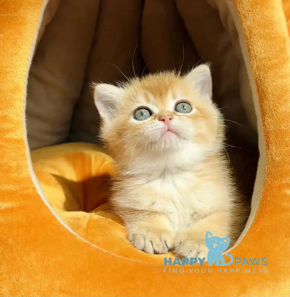 Versace British Shorthair male black golden chinchilla live animals