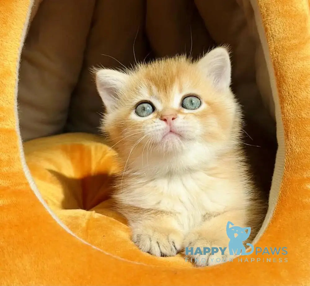 Versace British Shorthair male black golden chinchilla live animals