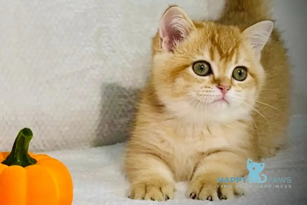 Versace British Shorthair male black golden chinchilla live animals