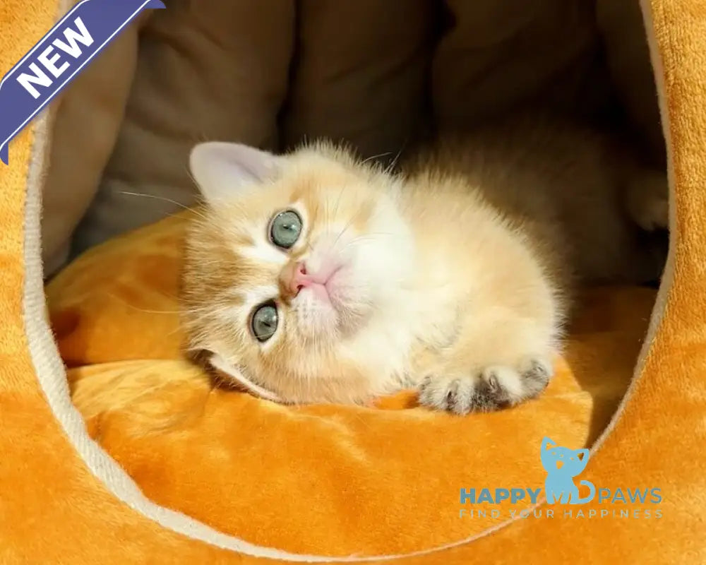 Versace British Shorthair male black golden chinchilla live animals