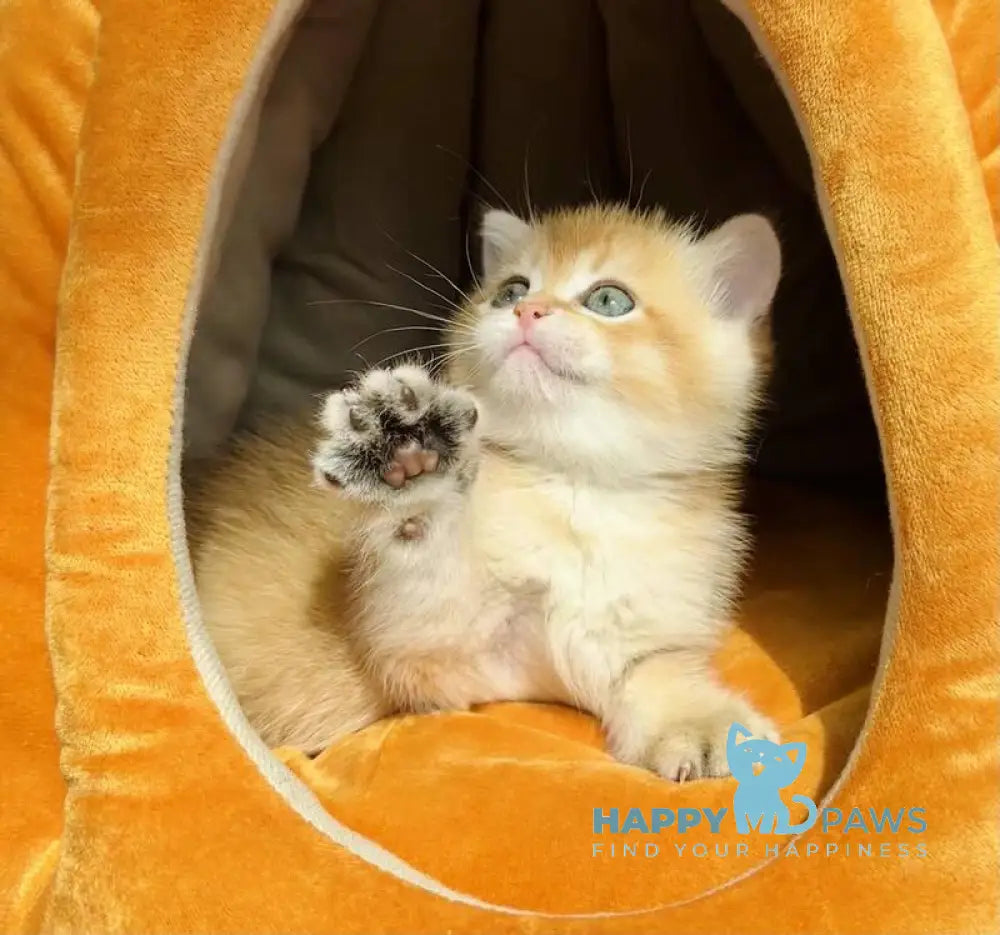 Versace British Shorthair male black golden chinchilla live animals