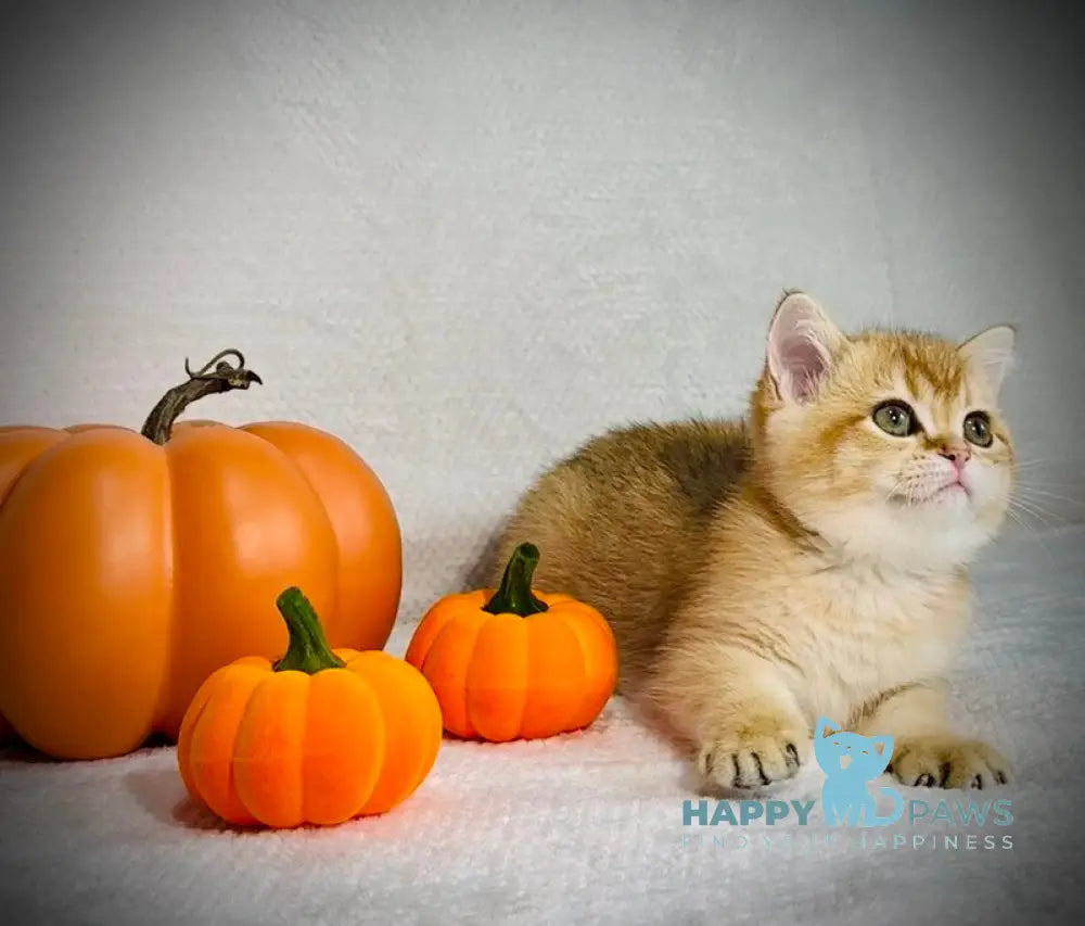 Versace British Shorthair male black golden chinchilla live animals