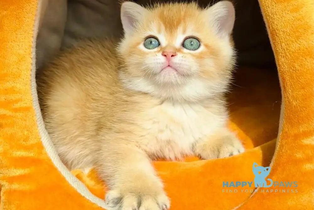 Versace British Shorthair male black golden chinchilla live animals