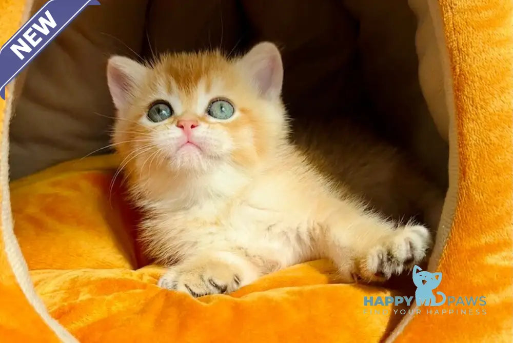 Versace British Shorthair male black golden chinchilla live animals