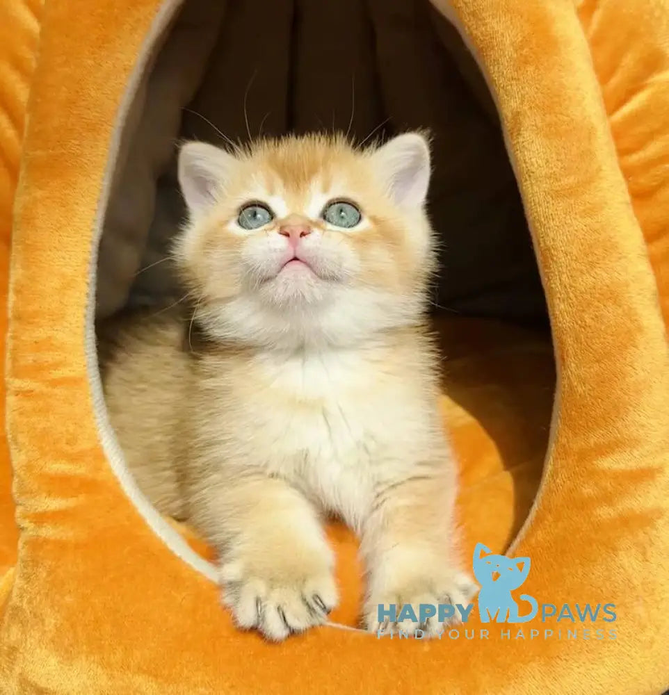 Versace British Shorthair male black golden chinchilla live animals