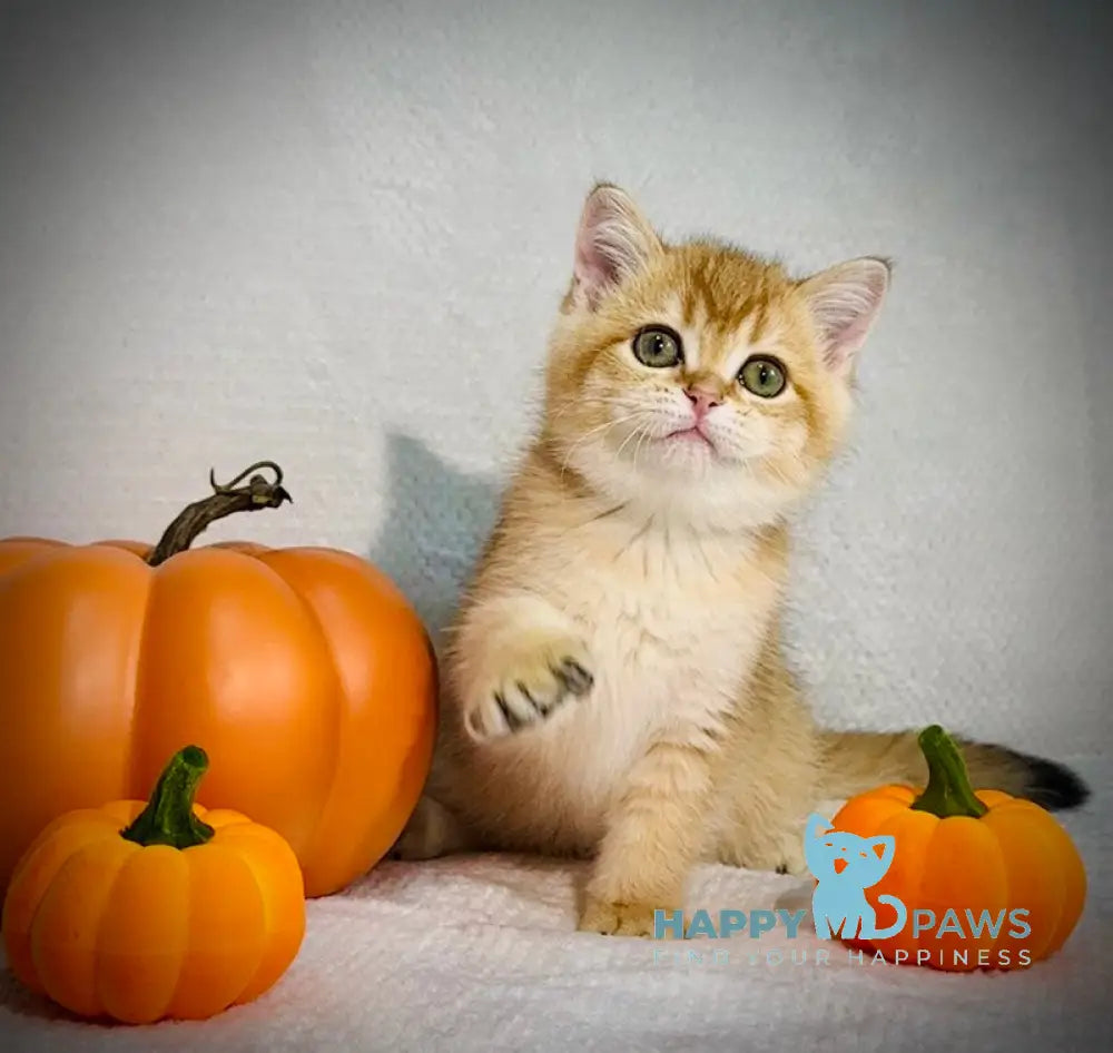 Versace British Shorthair male black golden chinchilla live animals