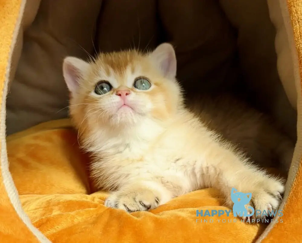 Versace British Shorthair male black golden chinchilla live animals