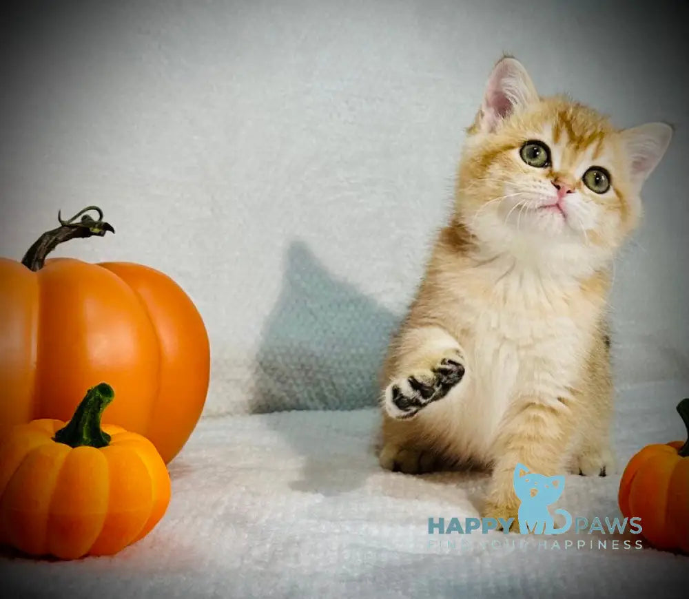 Versace British Shorthair male black golden chinchilla live animals