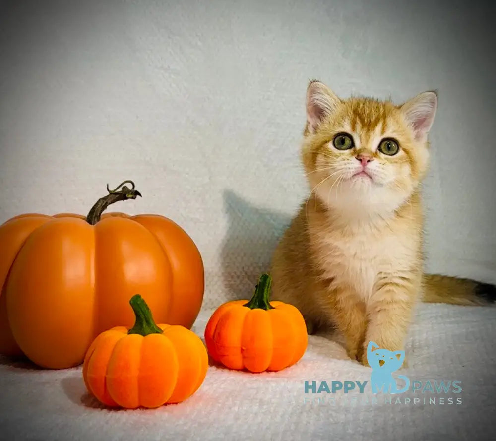 Versace British Shorthair male black golden chinchilla live animals