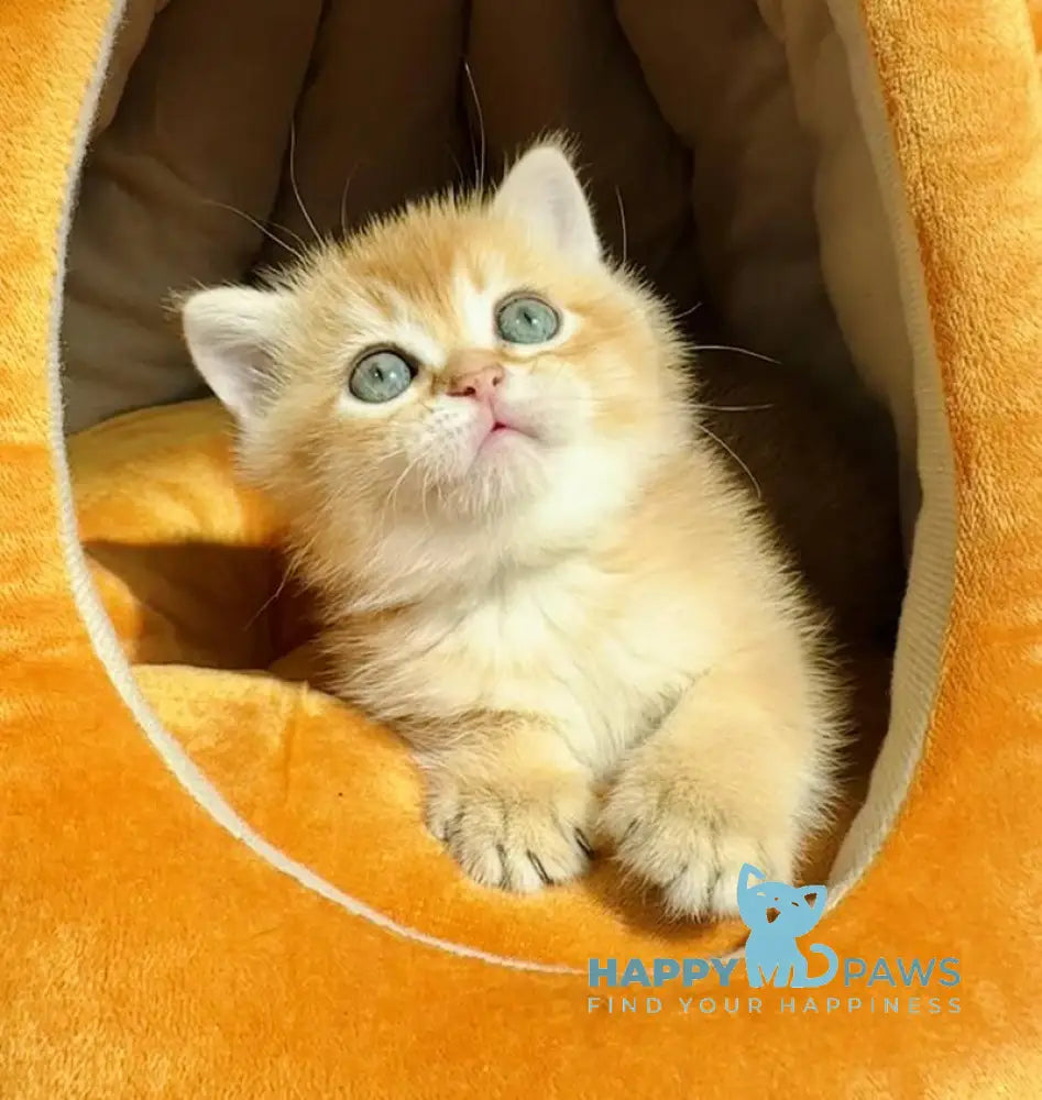 Versace British Shorthair male black golden chinchilla live animals