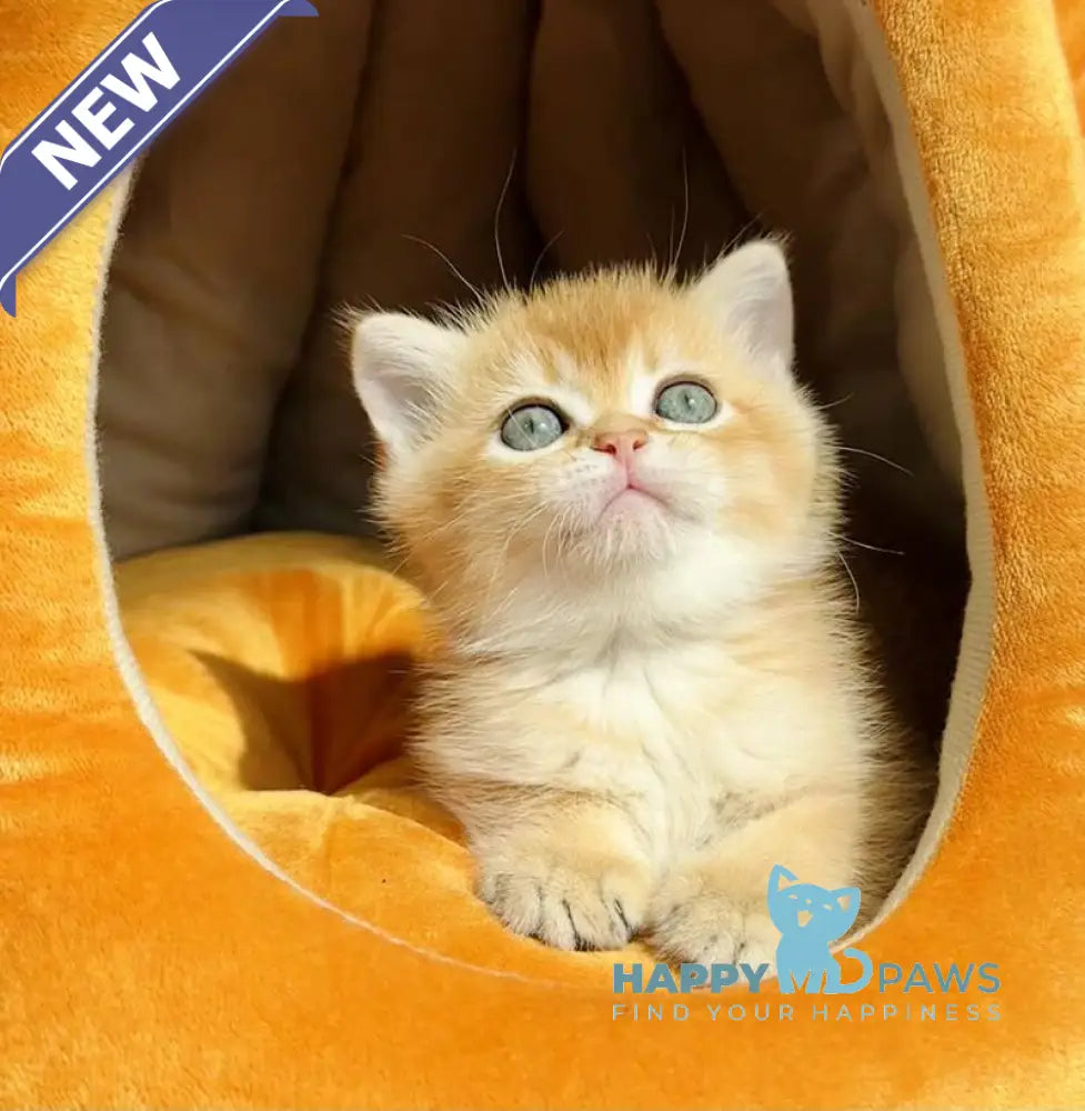 Versace British Shorthair male black golden chinchilla live animals