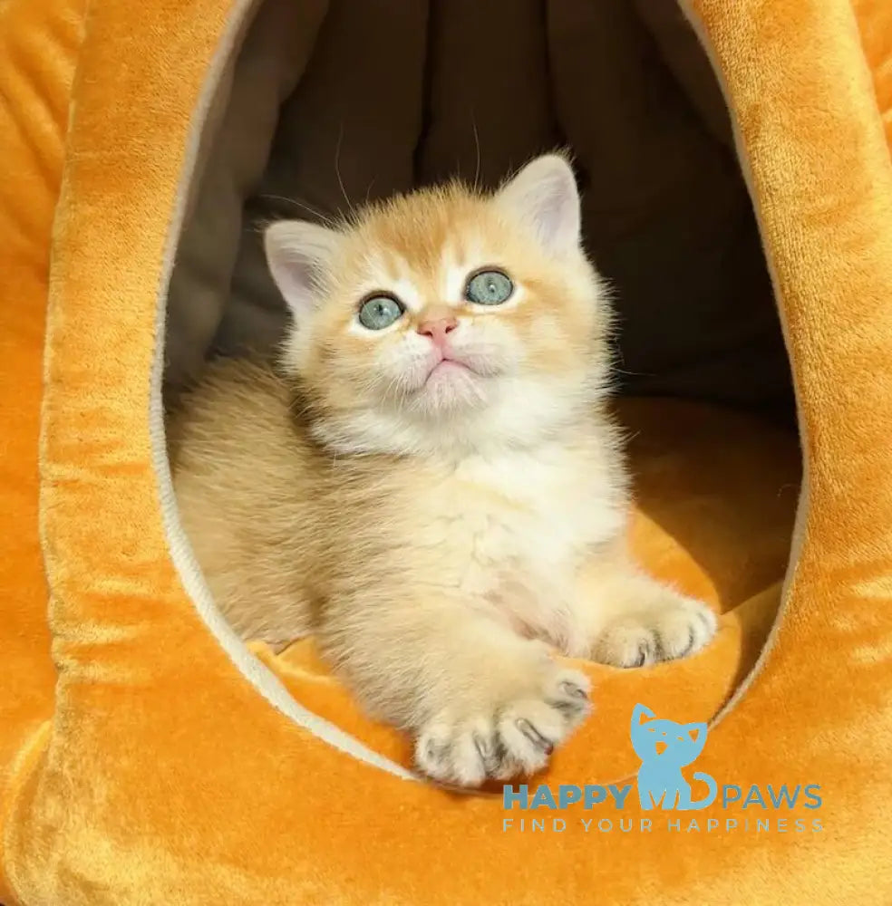 Versace British Shorthair male black golden chinchilla live animals