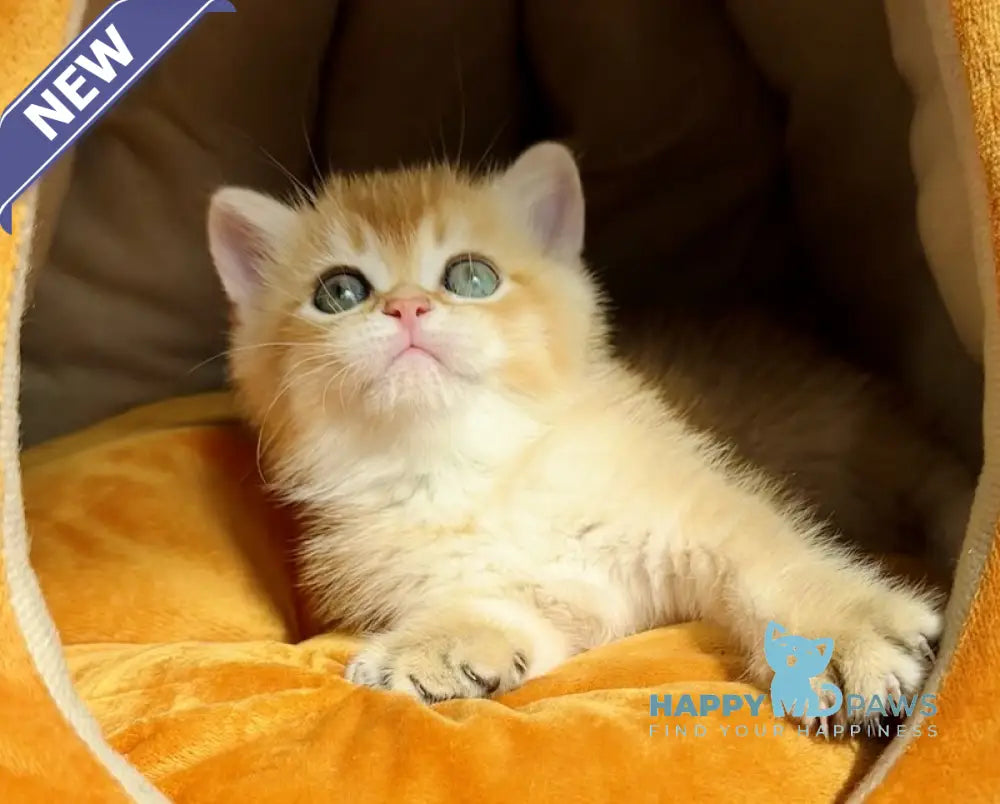 Versace British Shorthair male black golden chinchilla live animals