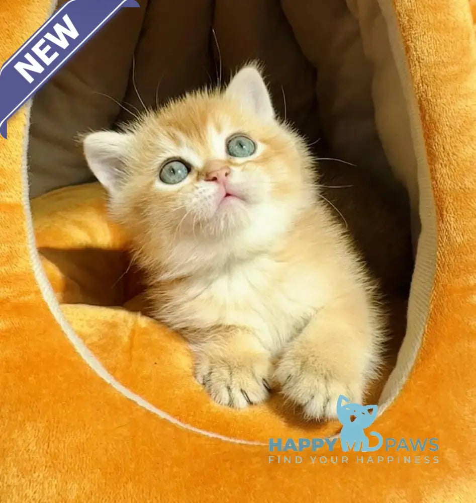 Versace British Shorthair male black golden chinchilla live animals