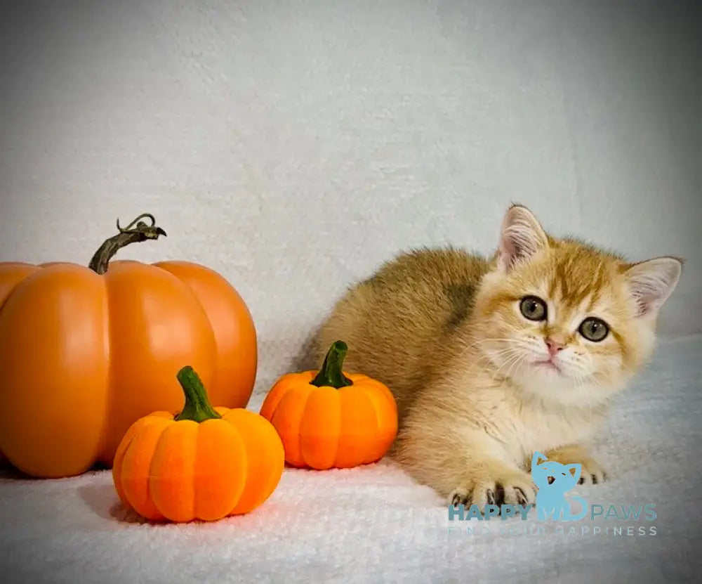 Versace British Shorthair male black golden chinchilla live animals