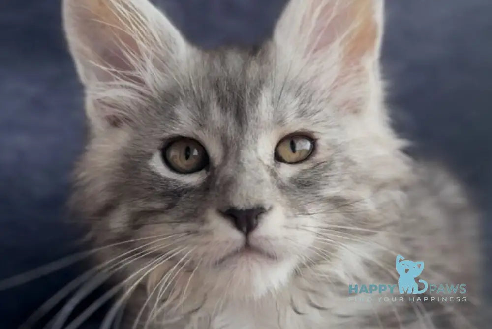 Versailles Maine Coon male black silver tabby live animals