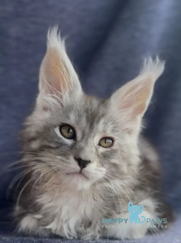 Versailles Maine Coon male black silver tabby live animals
