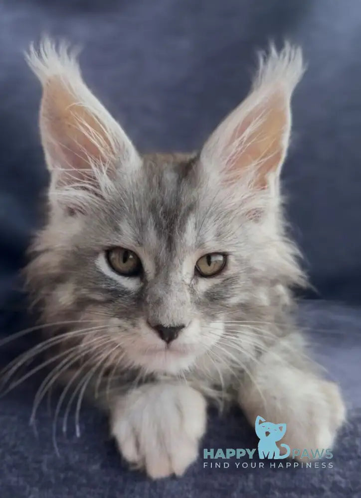 Versailles Maine Coon male black silver tabby live animals