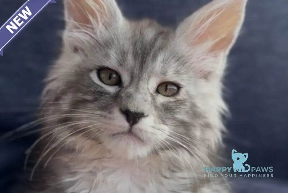 Versailles Maine Coon male black silver tabby live animals