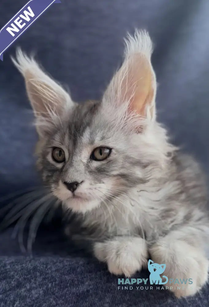 Versailles Maine Coon male black silver tabby live animals