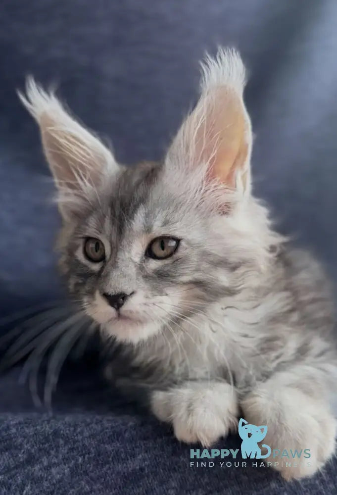 Versailles Maine Coon male black silver tabby live animals