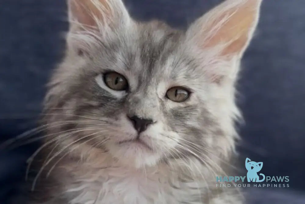 Versailles Maine Coon male black silver tabby live animals