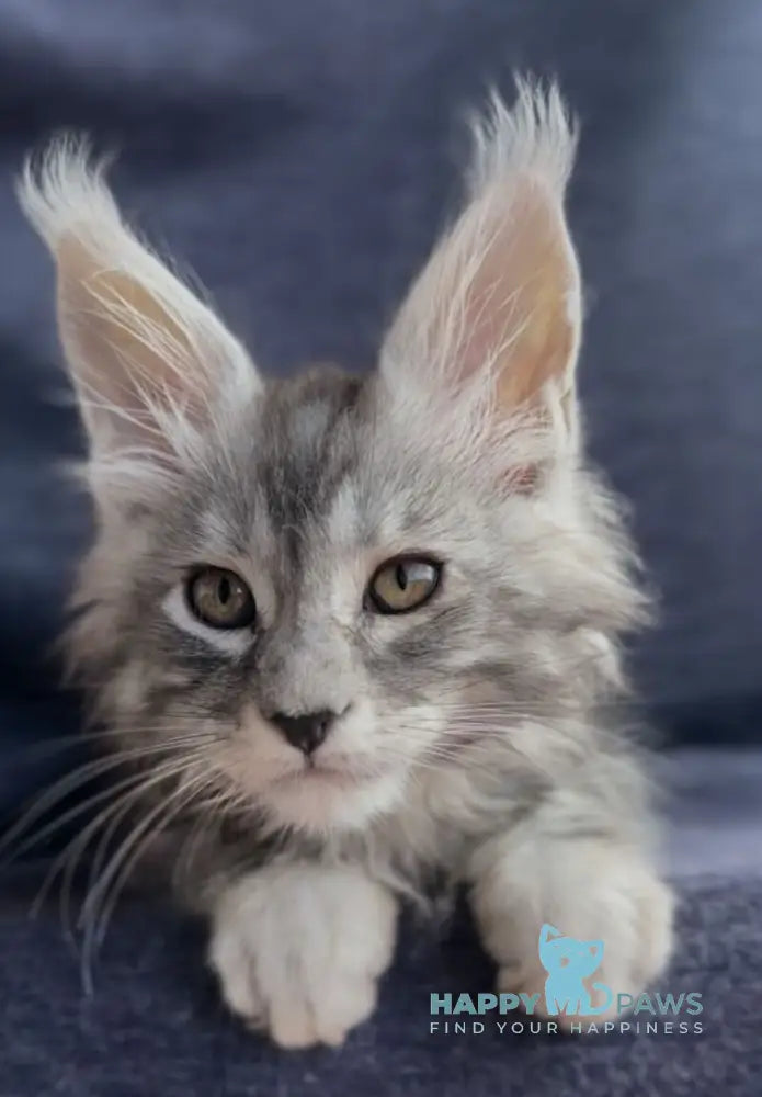 Versailles Maine Coon male black silver tabby live animals