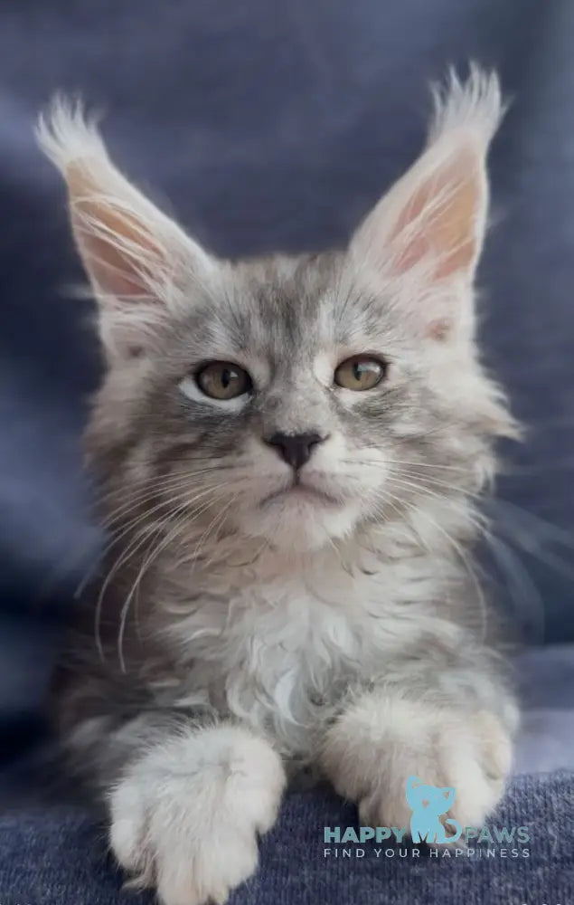 Versailles Maine Coon male black silver tabby live animals