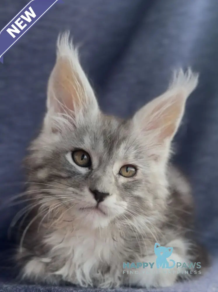 Versailles Maine Coon male black silver tabby live animals