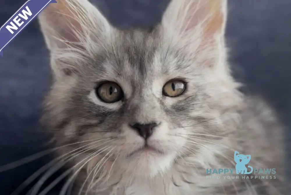 Versailles Maine Coon male black silver tabby live animals
