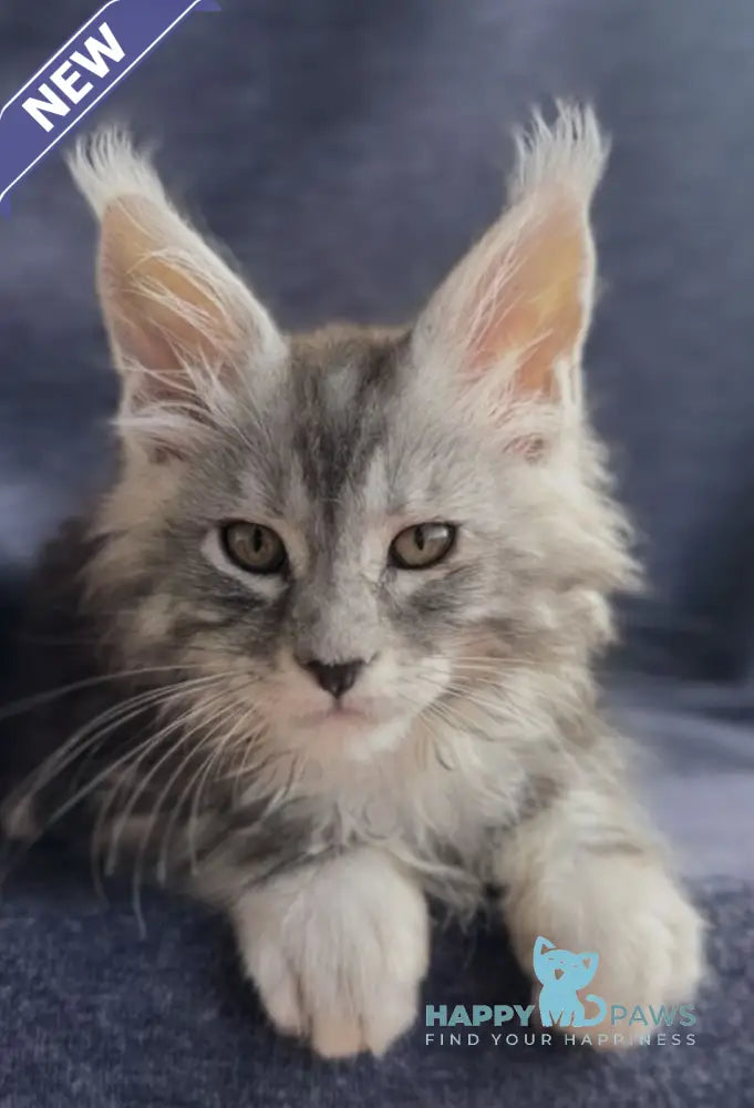 Versailles Maine Coon male black silver tabby live animals