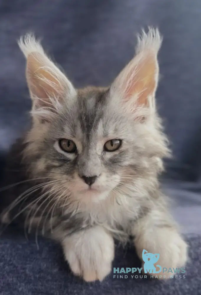 Versailles Maine Coon male black silver tabby live animals